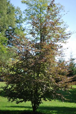 Fagus sylvatica 'Tricolor' (='Roseomarginata') - buk lesní - letní habitus (23)